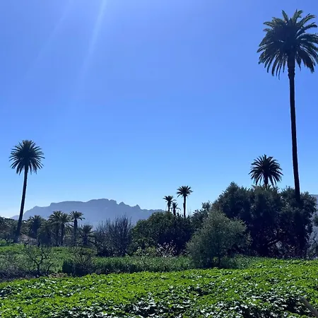 Palmeral De Taidia
